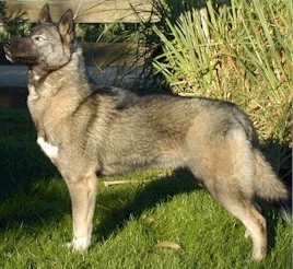 Norstarr Bakavi Smudge - Norstarr Siberian Huskies, Australia