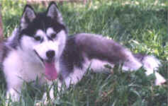 Ch. NorthWapiti's Oreo - North Wapiti Siberians