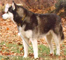 Artic Starrs Yukon Jack - Brosko Siberians