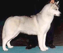 Ch. Alcinta's Icy Sky Raindancer - Geos Siberians