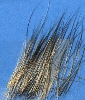 SableNanookHairG.jpg (35290 bytes)