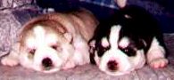 At 2 weeks old, looking like a light sable (black nose, red fur) with a lovely clover leaf mask.