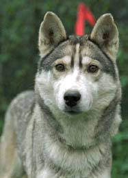 Lokiboden's Mary - Liubov Kennels - France