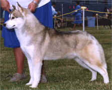 Ch. Kossok's Just My Fancy - Kossok Siberians - Oregon, USA